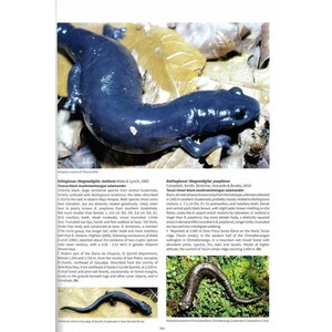 SALAMANDERS & NEWTS OF THE WORLD 5