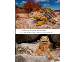 GALÁPAGOS. A NATURAL HISTORY 3