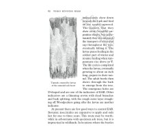 TREEPEDIA. A BRIEF COMPENDIUM OF ARBOREAL LORE 4