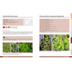 PLANTAS TÓXICAS PARA RUMIANTES 3