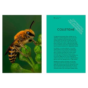 BEES OF THE WORLD. A GUIDE TO EVERY FAMILY 4