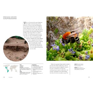 BEES OF THE WORLD. A GUIDE TO EVERY FAMILY 5