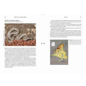 REPTILES DE LA COMUNIDAD DE MADRID 3