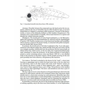 FAUNA D'ITALIA. LEPIDOPTERA PAPILIONOIDEA 3