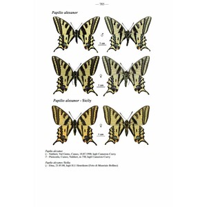 FAUNA D'ITALIA. LEPIDOPTERA PAPILIONOIDEA 4