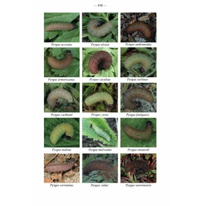 FAUNA D'ITALIA. LEPIDOPTERA PAPILIONOIDEA 5