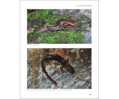 EL TRITÓ DEL MONTSENY I ELS AMFIBIS I RÈPTILS DEL PARC NATURAL I LA RESERVA DE LA BIOSFERA DEL MONTSENY 3