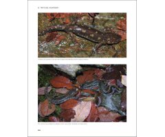 EL TRITÓ DEL MONTSENY I ELS AMFIBIS I RÈPTILS DEL PARC NATURAL I LA RESERVA DE LA BIOSFERA DEL MONTSENY 5