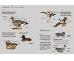 AVES DE EUROPA. IDENTIFICACIÓN DE TODAS LAS ESPECIES Y PLUMAJES (VOLUMEN 1 Y 2) 4