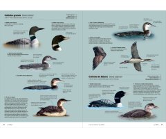 AVES DE EUROPA. IDENTIFICACIÓN DE TODAS LAS ESPECIES Y PLUMAJES (VOLUMEN 1 Y 2) 5