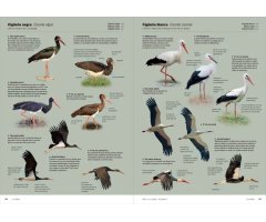 AVES DE EUROPA. IDENTIFICACIÓN DE TODAS LAS ESPECIES Y PLUMAJES (VOLUMEN 1 Y 2) 6