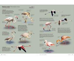 AVES DE EUROPA. IDENTIFICACIÓN DE TODAS LAS ESPECIES Y PLUMAJES (VOLUMEN 1 Y 2) 7