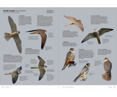 AVES DE EUROPA. IDENTIFICACIÓN DE TODAS LAS ESPECIES Y PLUMAJES (VOLUMEN 1 Y 2) 8