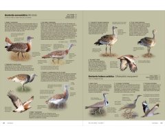 AVES DE EUROPA. IDENTIFICACIÓN DE TODAS LAS ESPECIES Y PLUMAJES (VOLUMEN 1 Y 2) 9
