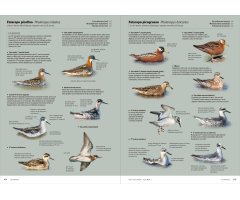AVES DE EUROPA. IDENTIFICACIÓN DE TODAS LAS ESPECIES Y PLUMAJES (VOLUMEN 1 Y 2) 10
