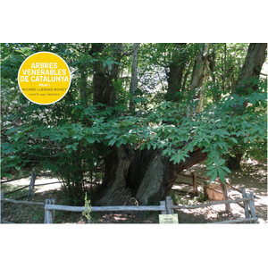 ARBRES VENERABLES DE CATALUNYA. VOLUM 1