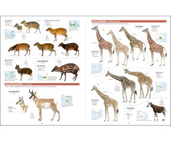 ALL THE MAMMALS OF THE WORLD 3