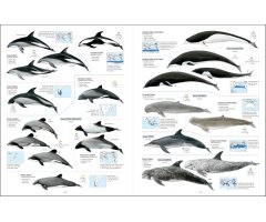 ALL THE MAMMALS OF THE WORLD 4