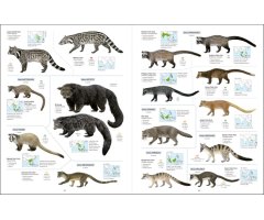 ALL THE MAMMALS OF THE WORLD 6