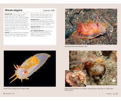 NUDIBRANCHS OF BRITAIN, IRELAND AND NORTHWEST EUROPE 3