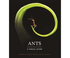 ANTS. A VISUAL GUIDE