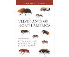 VELVET ANTS OF NORTH AMERICA