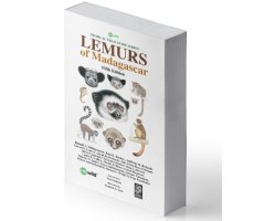 LEMURS OF MADAGASCAR