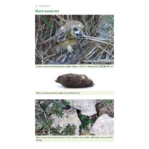 BIRD PELLETS. A COMPLETE PHOTOGRAPHIC GUIDE 3