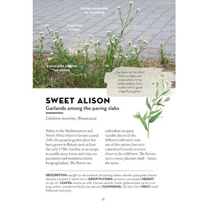 A FIELD GUIDE TO URBAN PLANTS. COMMON SPECIES OF PAVEMENTS, WALLS & WASTE GROUND 3