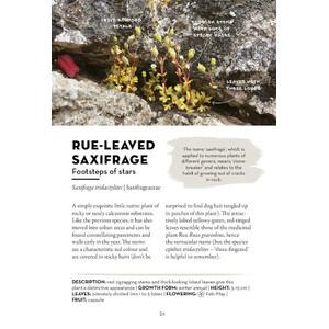 A FIELD GUIDE TO URBAN PLANTS. COMMON SPECIES OF PAVEMENTS, WALLS & WASTE GROUND 4