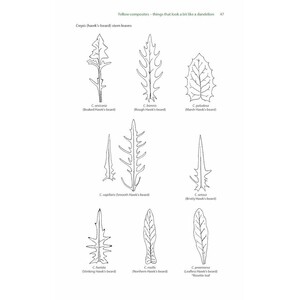 FRUSTRATING FLOWERS AND PUZZLING PLANTS. IDENTIFYING THE DIFFICULT SPECIES OF BRITAIN AND IRELAND 3