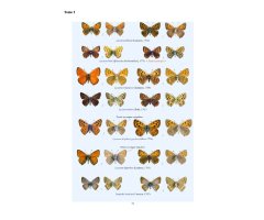 CATALOGUE ICONOGRAPHIQUE DES LÉPIDOPTÈRES DES PYRÉNEES-ORIENTALES 2