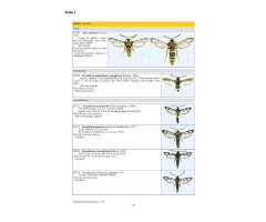 CATALOGUE ICONOGRAPHIQUE DES LÉPIDOPTÈRES DES PYRÉNEES-ORIENTALES 3