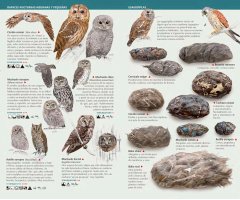 AVES RAPACES DE ESPAÑA, PENÍNSULA IBÉRICA Y BALEARES. MINIGUÍA DE CAMPO 2