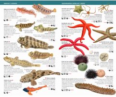 125 ANIMALES Y ALGAS LITORALES DEL MEDITERRÁNEO DE ESPAÑA QUE HAY QUE CONOCER. MINIGUÍA DE CAMPO 2