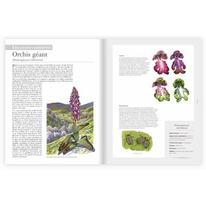 LES PLANTES SAUVAGES. LES IDENTIFIER, LES CONNAÎTRE, LES UTILISER_1