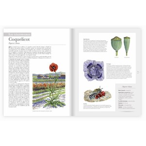 LES PLANTES SAUVAGES. LES IDENTIFIER, LES CONNAÎTRE, LES UTILISER 3