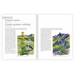 LES PLANTES SAUVAGES. LES IDENTIFIER, LES CONNAÎTRE, LES UTILISER 4