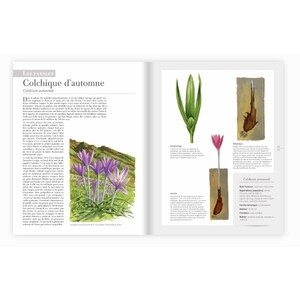 LES PLANTES SAUVAGES. LES IDENTIFIER, LES CONNAÎTRE, LES UTILISER 5