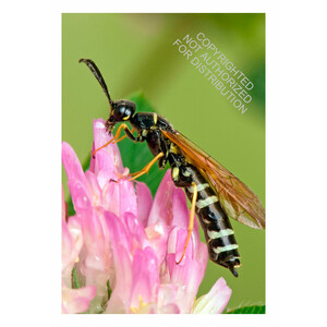 WASPS OF THE WORLD. A GUIDE TO EVERY FAMILY 4