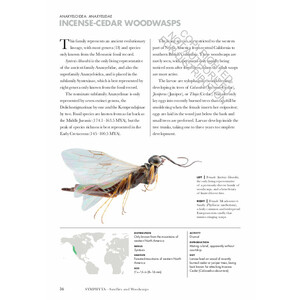 WASPS OF THE WORLD. A GUIDE TO EVERY FAMILY 5