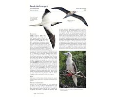 OISEAUX DE NOUVELLE-CALÉDONIE. GRANDE TERRE, ÌLLES LOYAUTÉ ET ARCHIPELS ÉLOIGNÉS 2