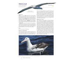 OISEAUX DE NOUVELLE-CALÉDONIE. GRANDE TERRE, ÌLLES LOYAUTÉ ET ARCHIPELS ÉLOIGNÉS 3