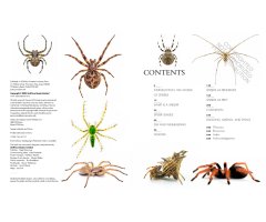 THE LIVES OF SPIDERS: A NATURAL HISTORY OF THE WORLD'S SPIDERS 3