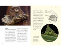 THE LIVES OF SPIDERS: A NATURAL HISTORY OF THE WORLD'S SPIDERS 2