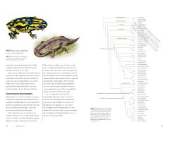 FROGS OF THE WORLD. A GUIDE TO EVERY FAMILY 2