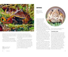 FROGS OF THE WORLD. A GUIDE TO EVERY FAMILY 4