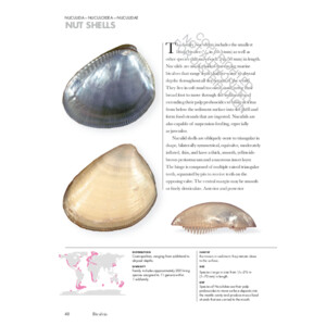 SHELLS OF THE WORLD. A NATURAL HISTORY 3