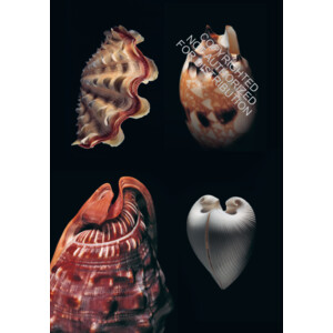 SHELLS OF THE WORLD. A NATURAL HISTORY 5