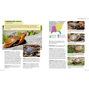 TURTLES OF NORTH AMERICA. AN ILLUSTRATED FIELD GUIDE TO THE TURTLES OF THE CONTINENTAL UNITED STATES AND CANADA 5
